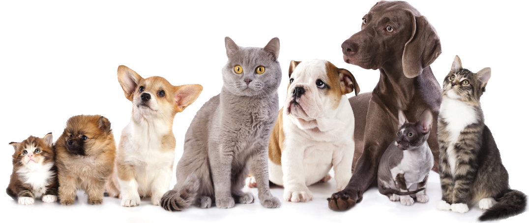assurance pour chien et chat en Belgique
